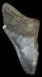 Partial, Serrated Megalodon Tooth - Georgia #48946-1
